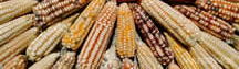 corn